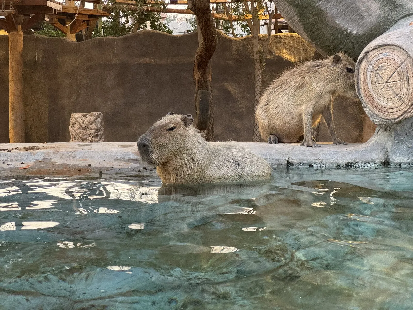 Capybaras am Wasserbecken