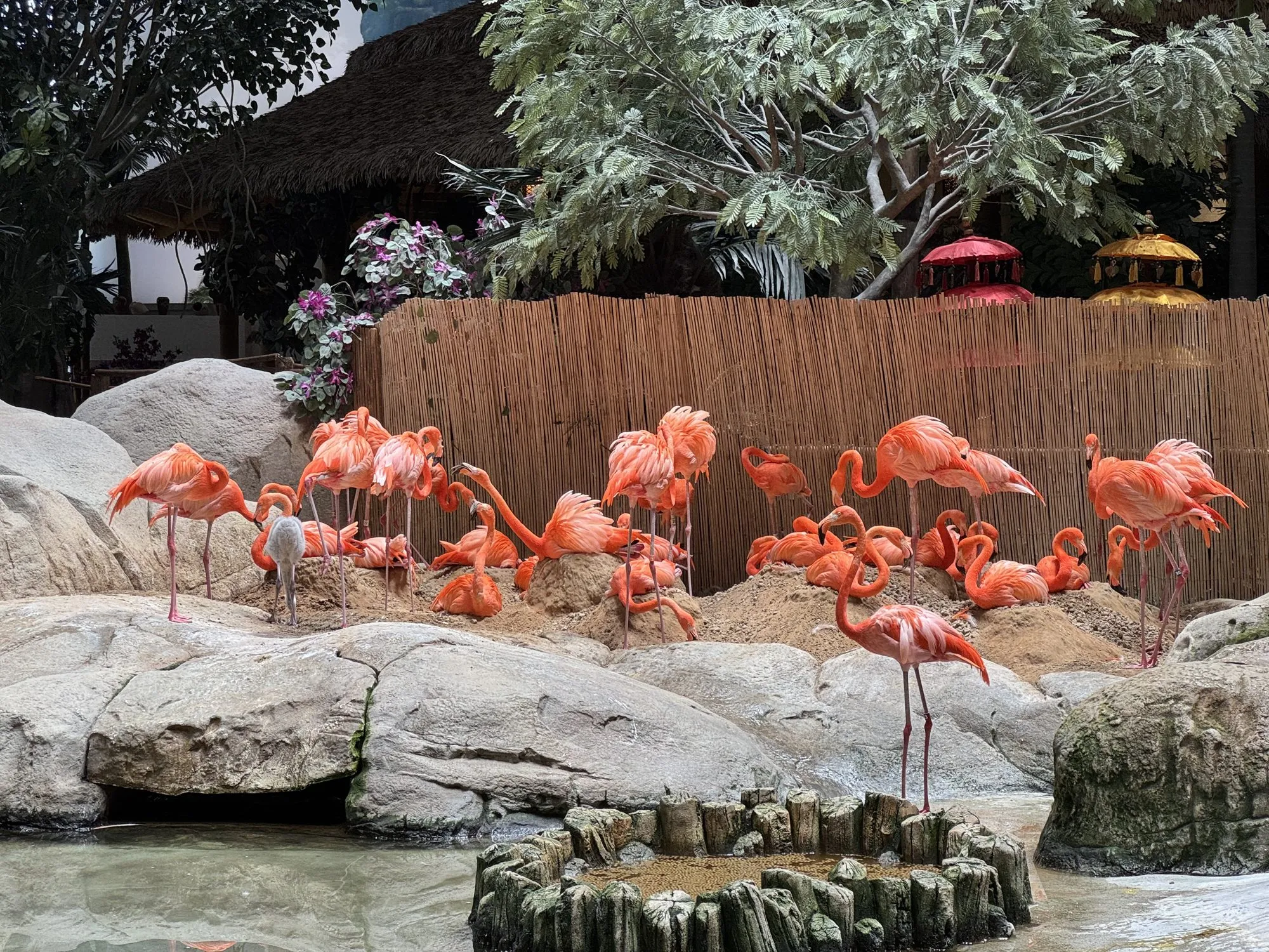Flamingo-Schar in der tropischen Voliere