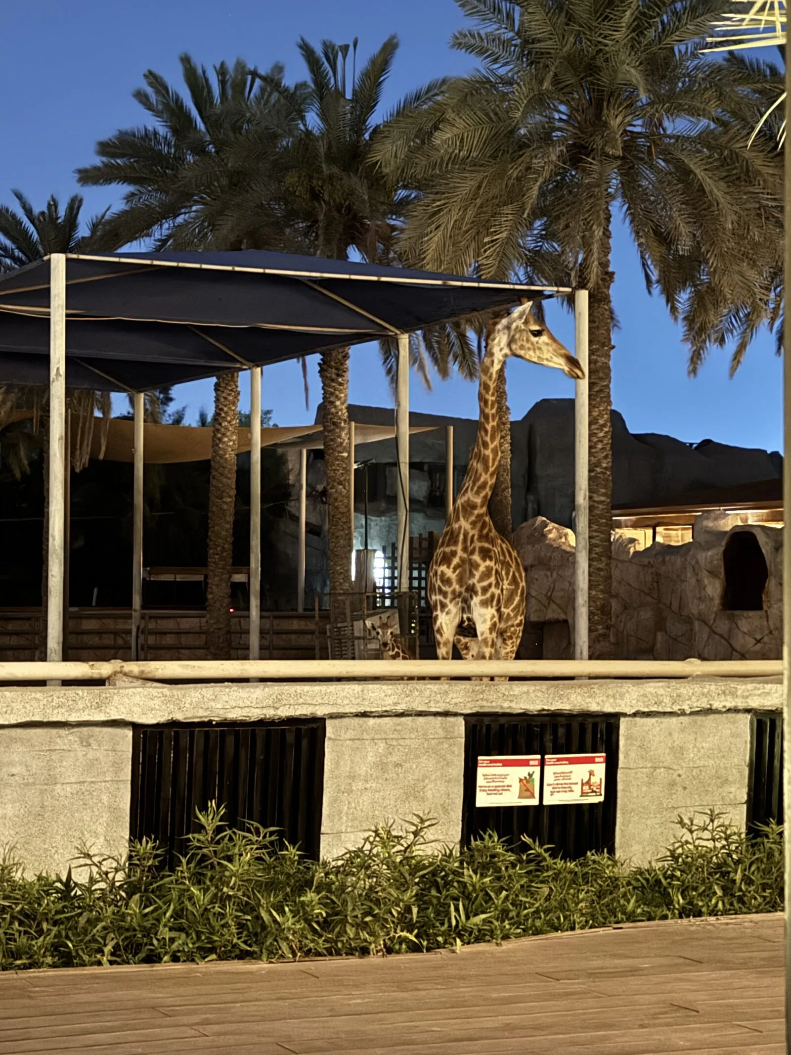 Giraffe am Abend direkt an der Lodge
