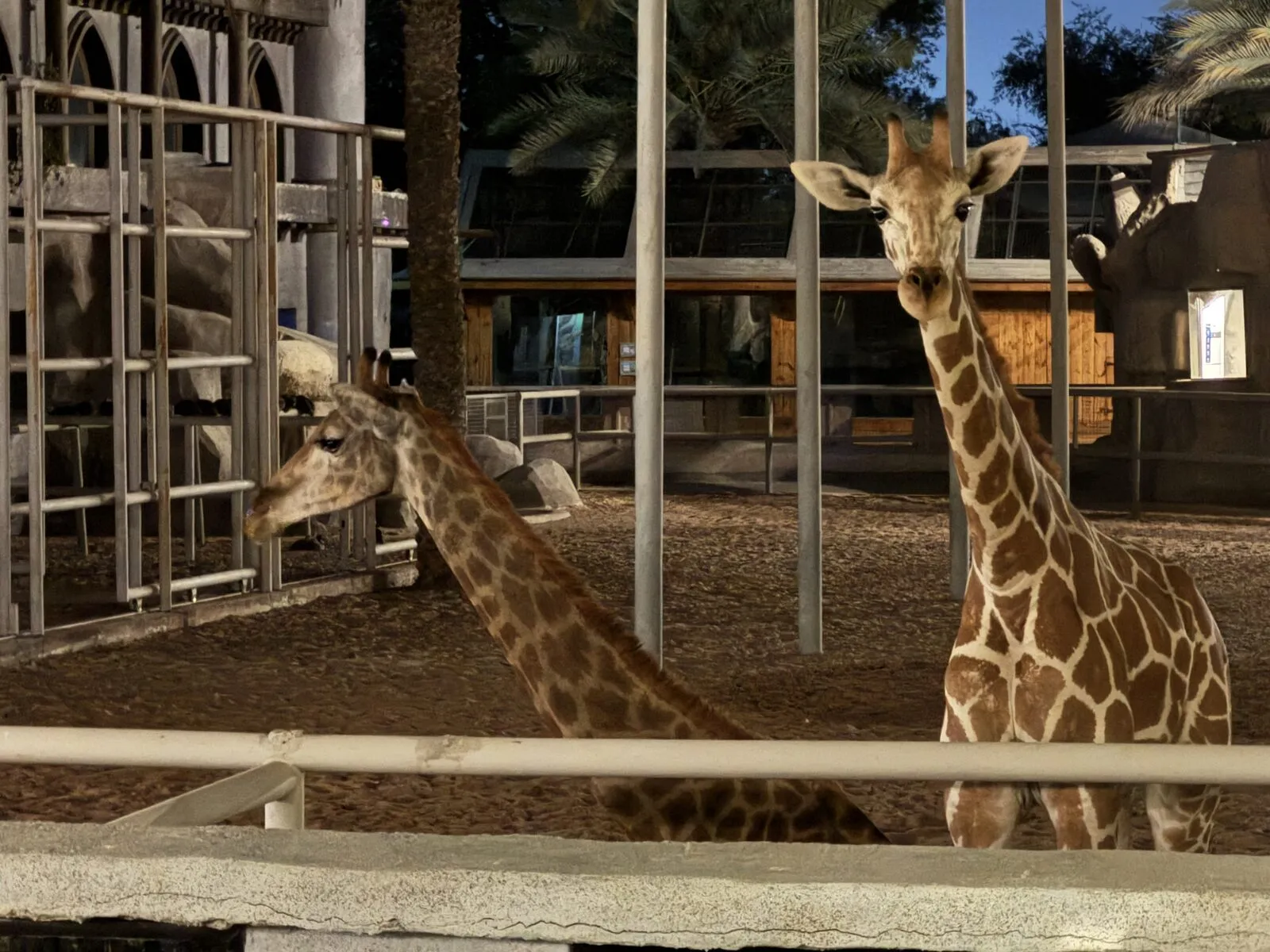 Giraffen im Gehege