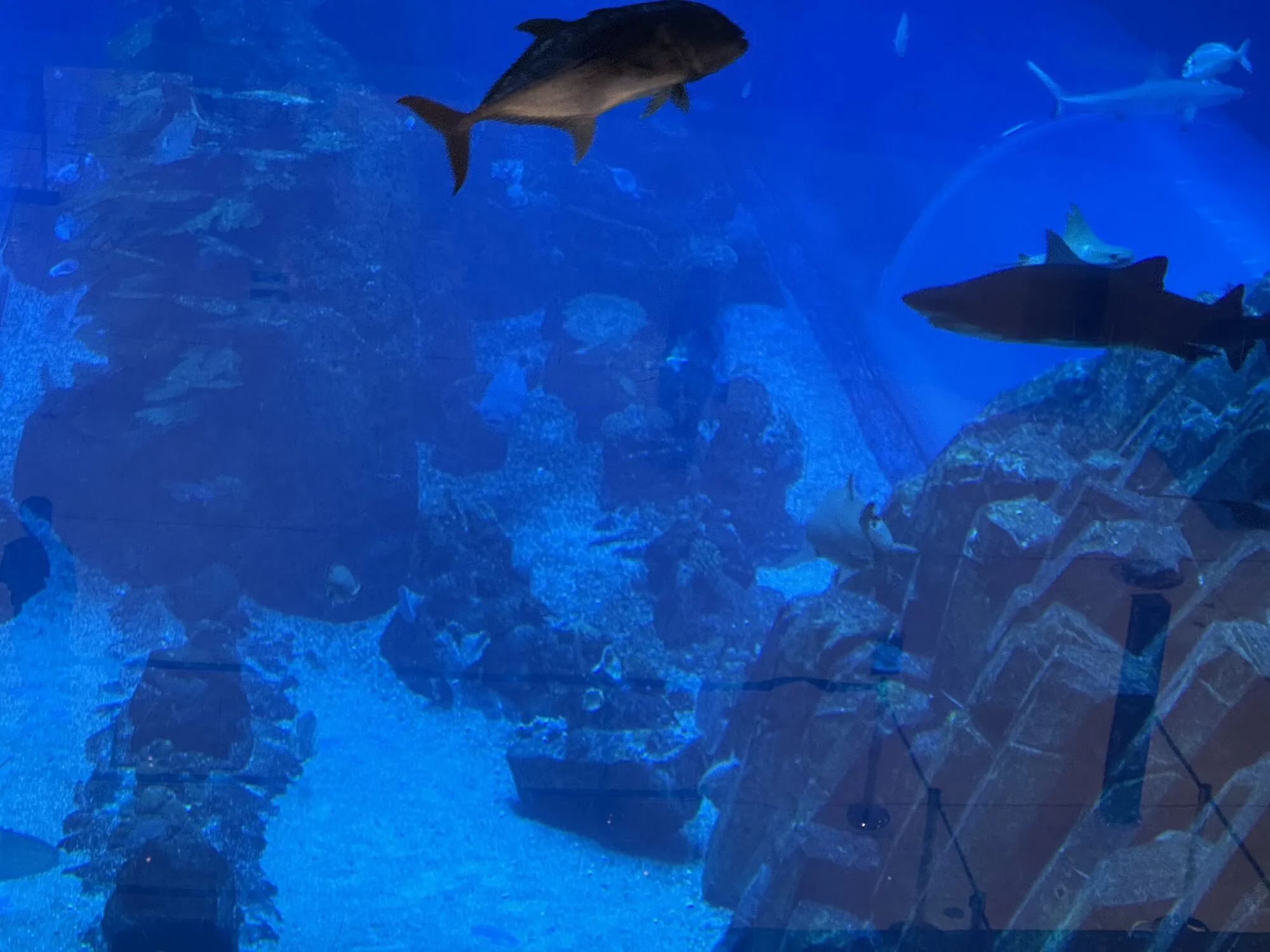 Blick ins große Becken des Dubai Aquariums mit Haien und Schiffswrack