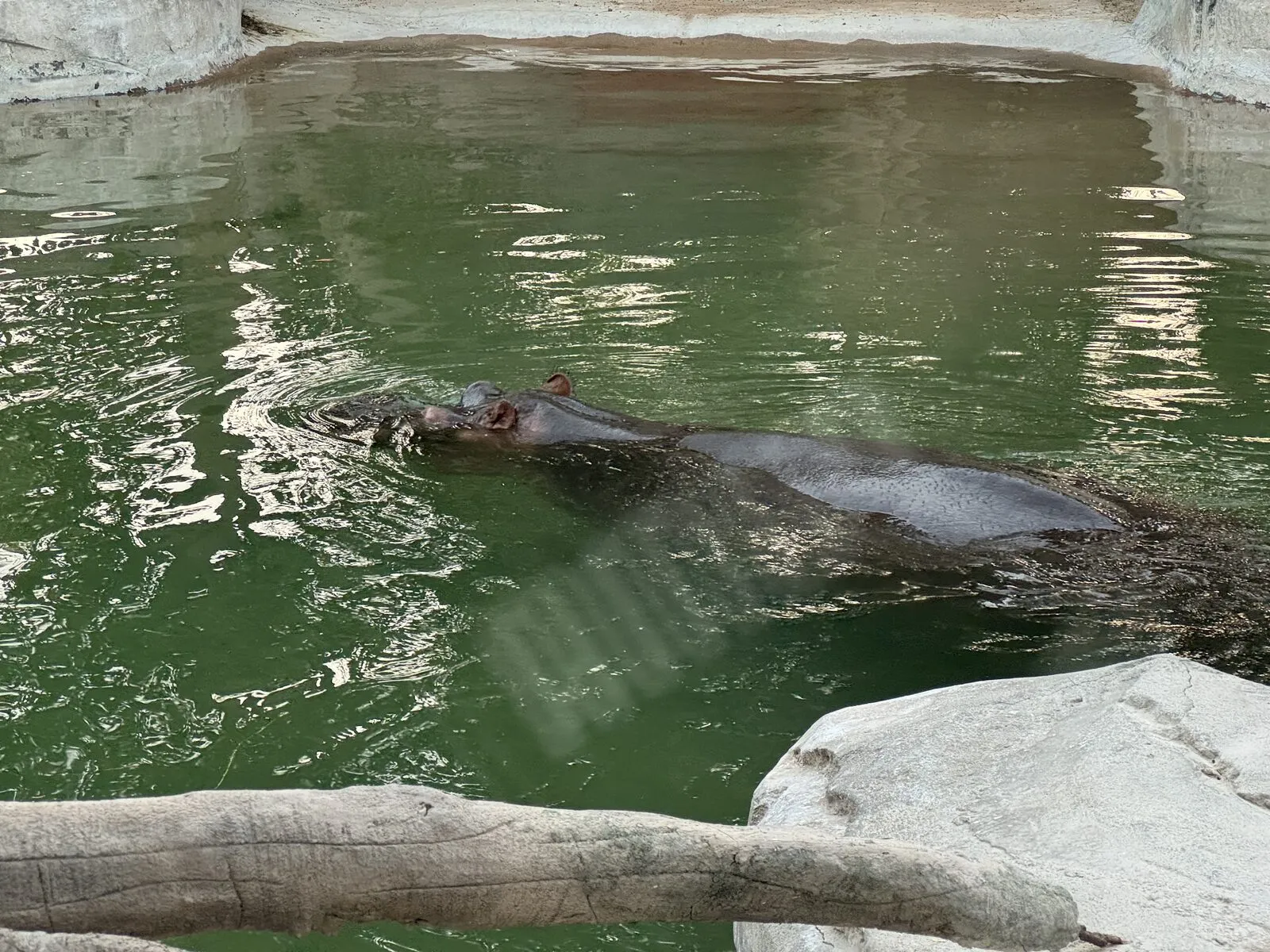 Flusspferd im Wasser