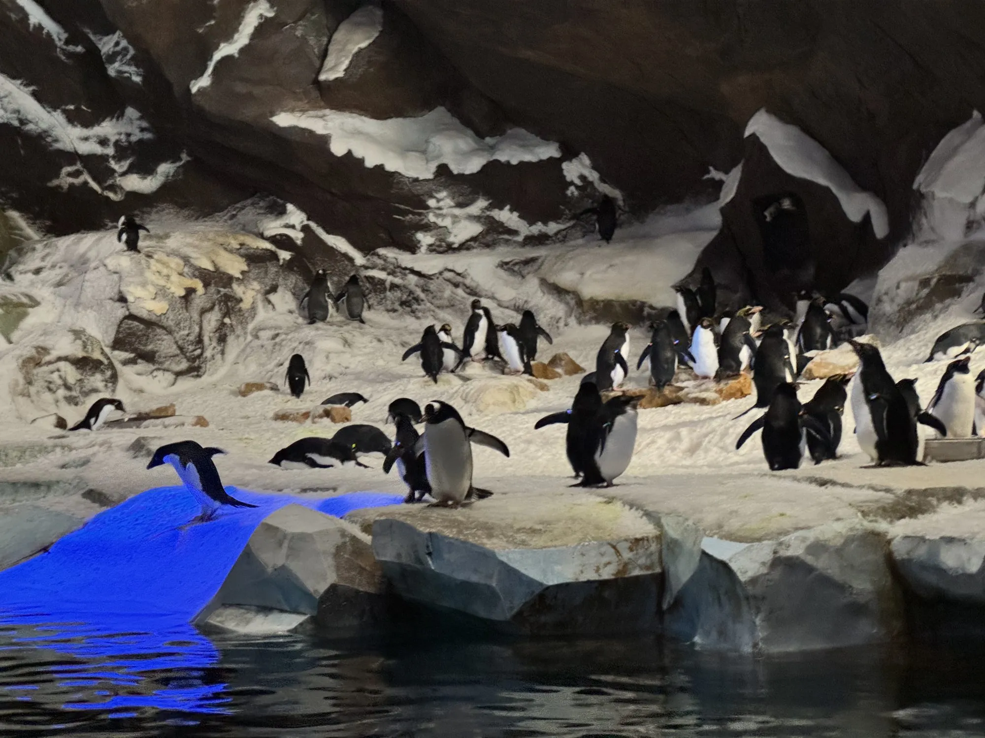 Pinguine auf Fels und Schnee in der Antarctica-Anlage