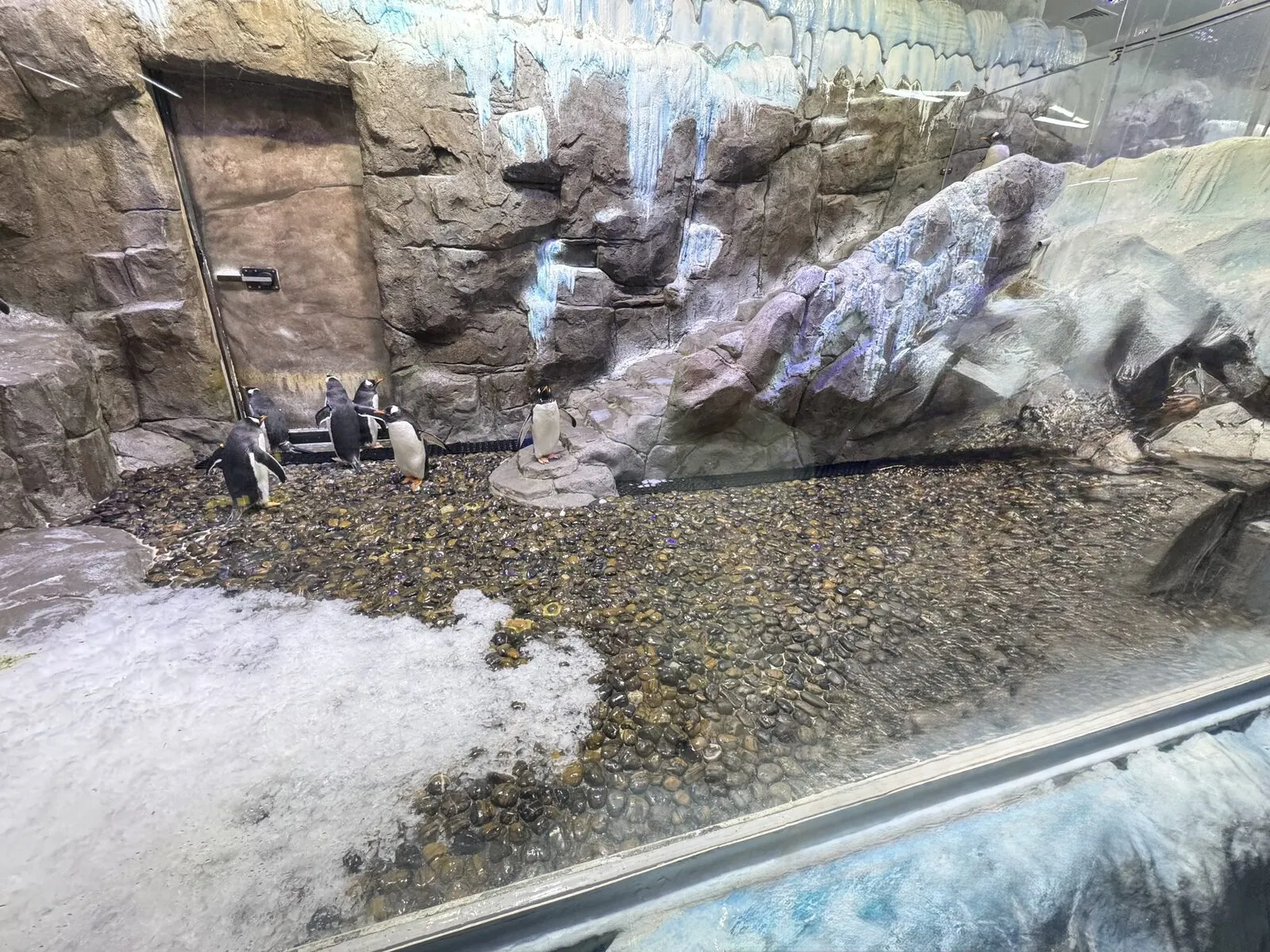 Pinguine im Schnee-Gehege