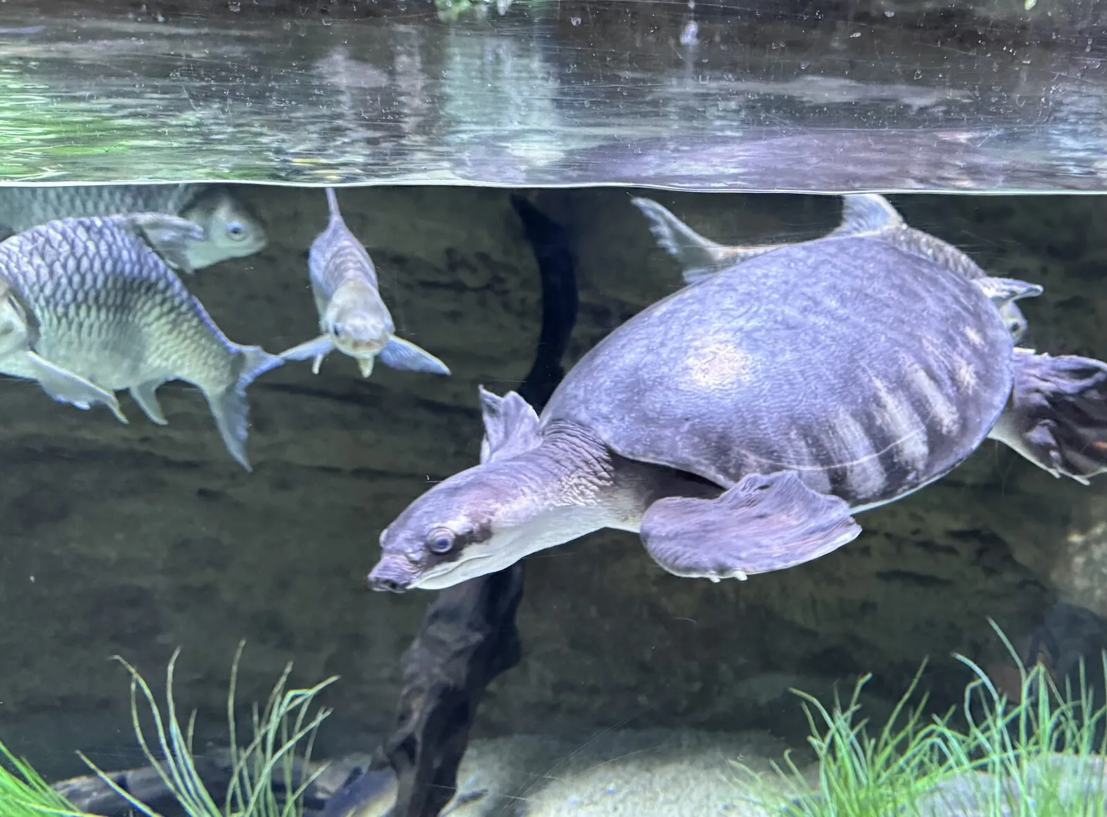 Schweinsnasen-Schildkröte mit Fischen