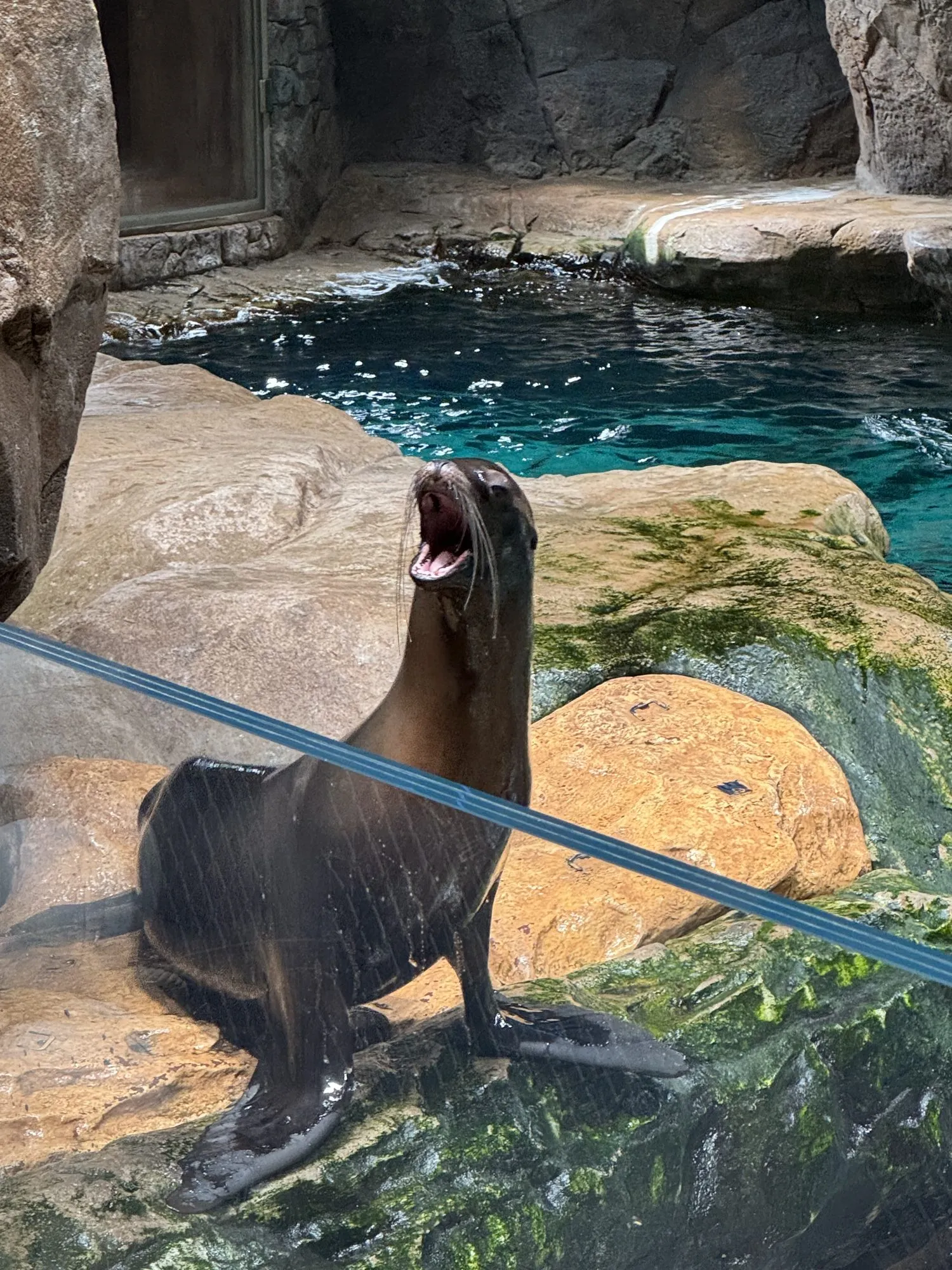 Seelöwe mit offenem Maul auf einem Felsen