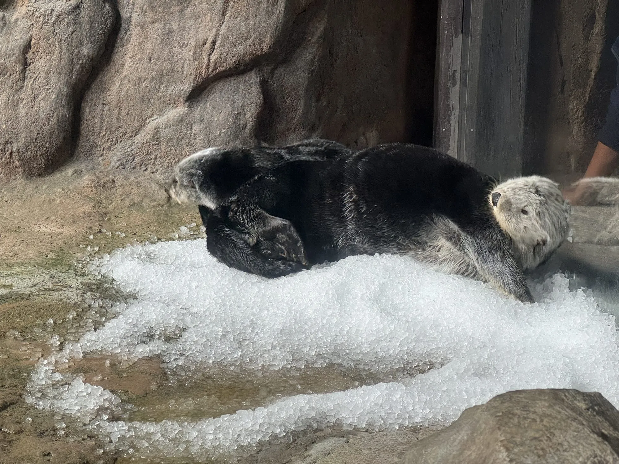 Seeotter ruht auf Fels im Arktis-Habitat