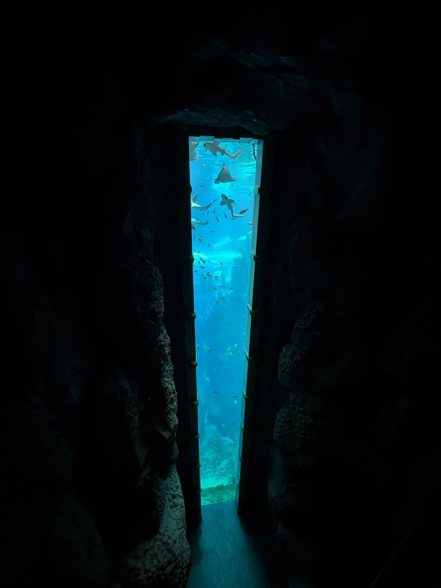 Hohes Acrylfenster in einem dunklen Felstunnel mit Rochen und Haien